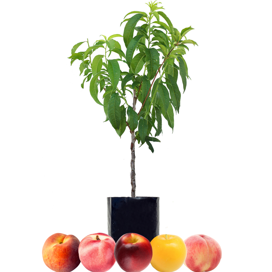 Peach + Peach + Nectarine + Nectarine + Plum