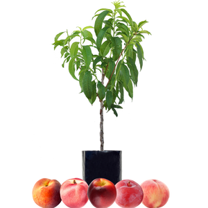 Peach + Peach + Nectarine + Nectarine + Plum