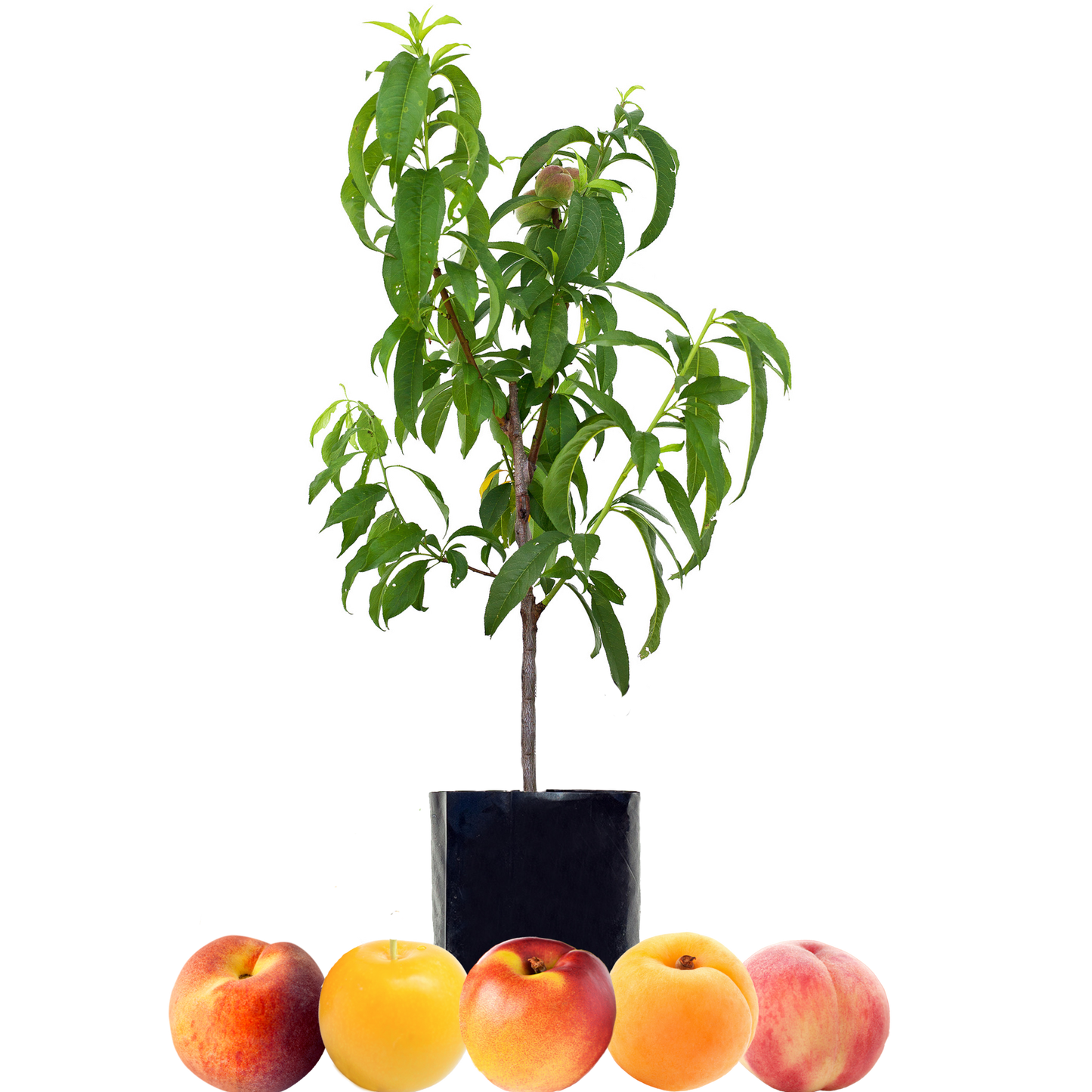 Peach + Peach + Nectarine + Plum + Peachcot