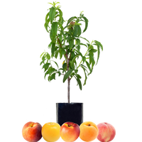 Peach + Peach + Nectarine + Plum + Peachcot