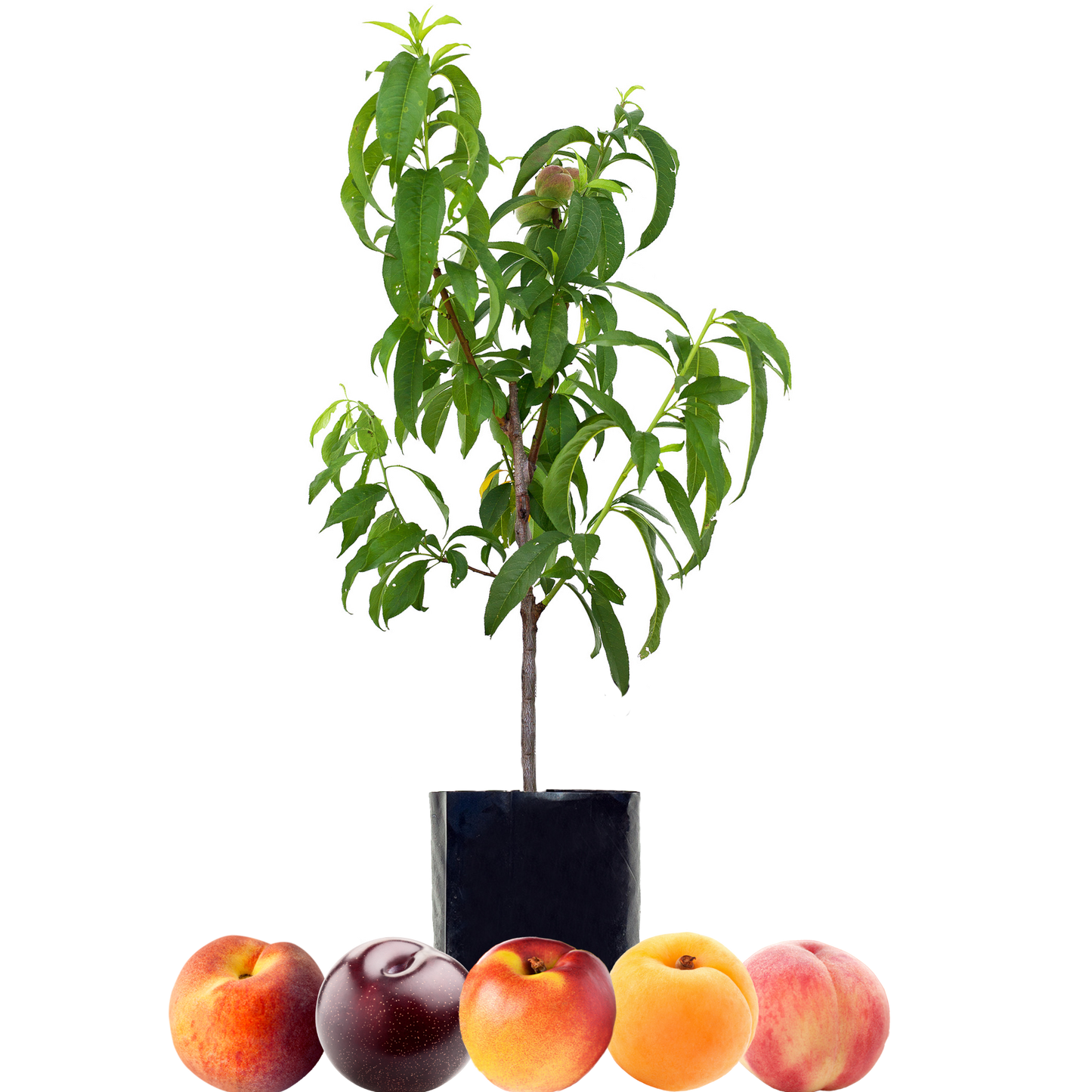 Peach + Peach + Nectarine + Plum + Peachcot