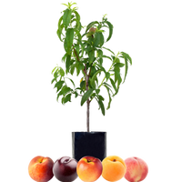 Peach + Peach + Nectarine + Plum + Peachcot