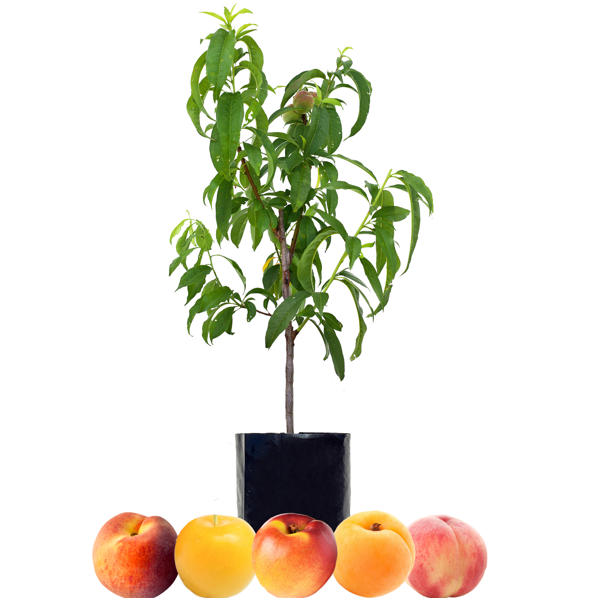 Peach + Peach + Nectarine + Plum + Peachcot