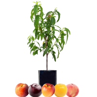 Peach + Peach + Nectarine + Plum + Plum