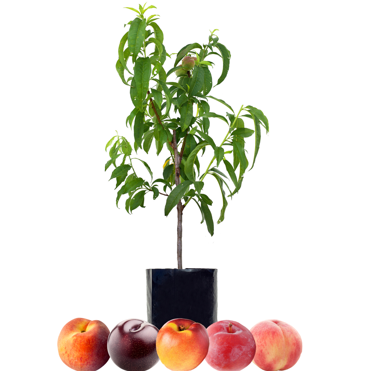 Peach + Peach + Nectarine + Plum + Plum