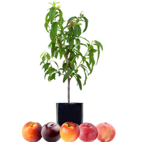 Peach + Peach + Nectarine + Plum + Plum