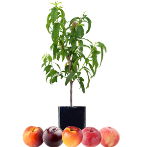 Peach + Peach + Nectarine + Plum + Plum