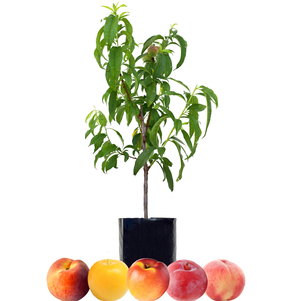 Peach + Peach + Nectarine + Plum + Plum
