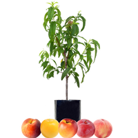 Peach + Peach + Nectarine + Plum + Plum