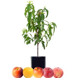 Peach + Peach + Nectarine + Plum + Plum