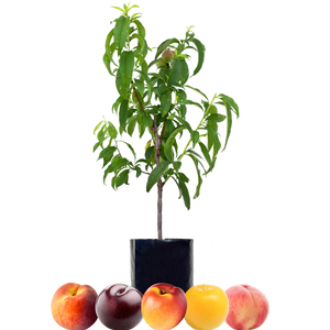 Peach + Peach + Nectarine + Plum + Plum