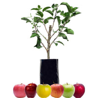 Red Apple + Red Apple + Red Apple + Red Apple + Green Apple + Yellow Apple