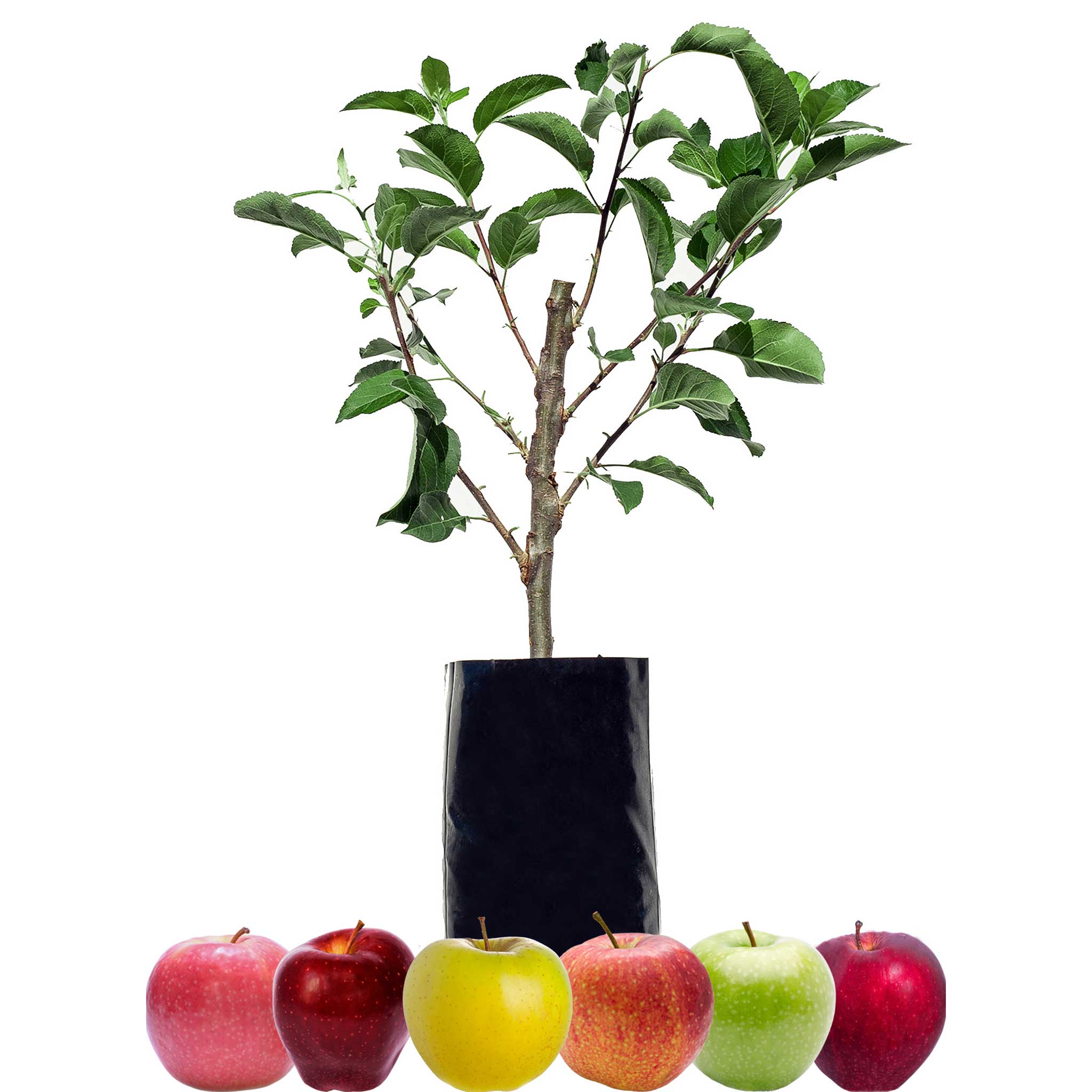 Red Apple + Red Apple + Red Apple + Red Apple + Green Apple + Yellow Apple