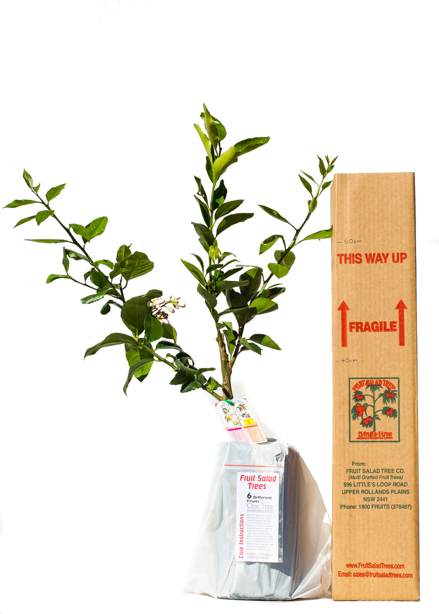 Lime + Lemon + Pomelo