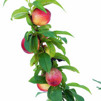 Peach + Peach + Nectarine + Plum + Peachcot