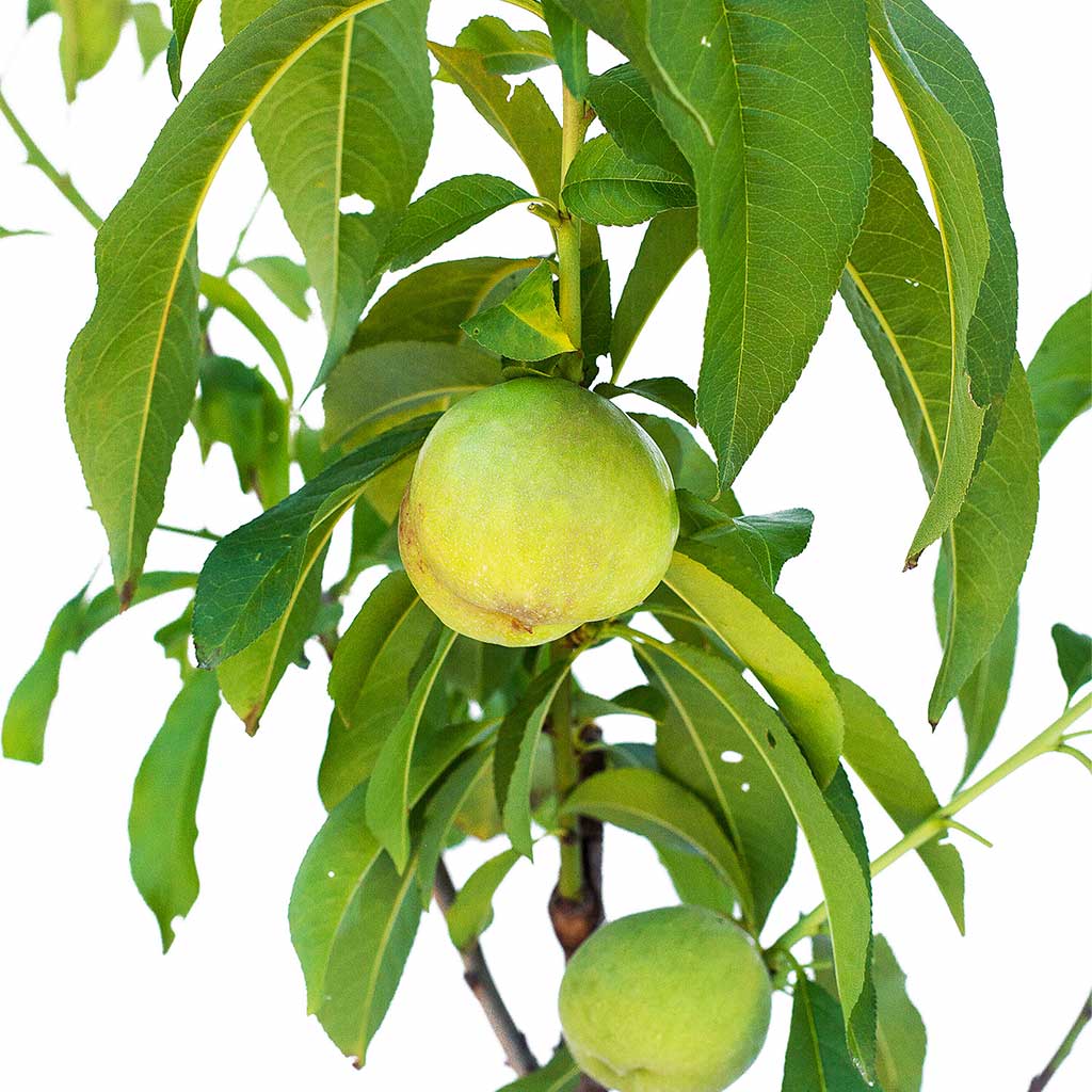 Peach + Peach + Nectarine + Plum + Peachcot