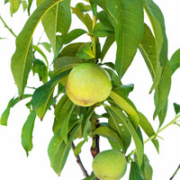 Peach + Peach + Nectarine + Plum + Peachcot