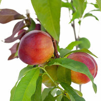 Peach + Peach + Nectarine + Nectarine + Plum