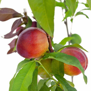 Peach + Peach + Nectarine + Nectarine + Plum