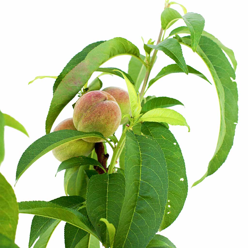 Peach + Nectarine + Plum + Peachcot