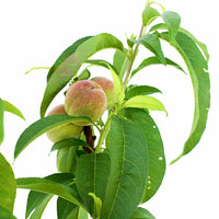 Peach + Nectarine + Plum + Peachcot