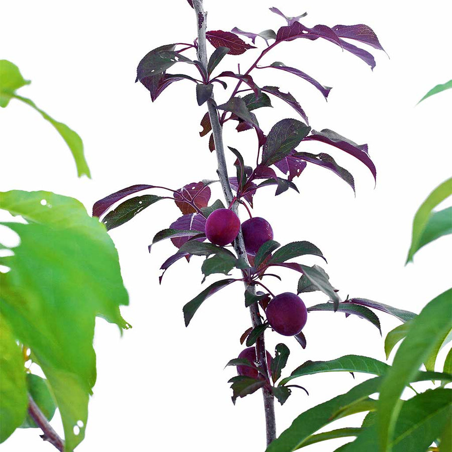 Peach + Peach + Plum + Plum