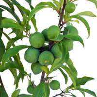 Peach + Plum + Plum + Peachcot