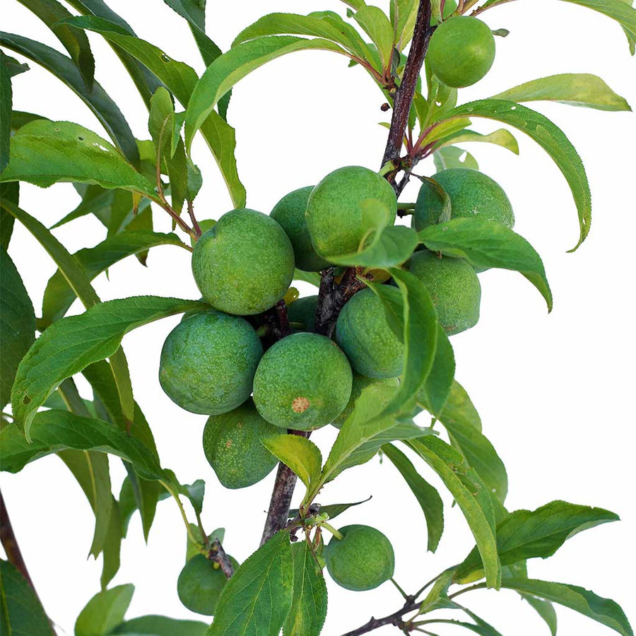 Peach + Nectarine + Plum + Peachcot