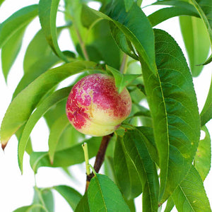 Peach + Peach + Nectarine