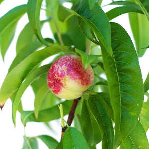 Nectarine + Plum