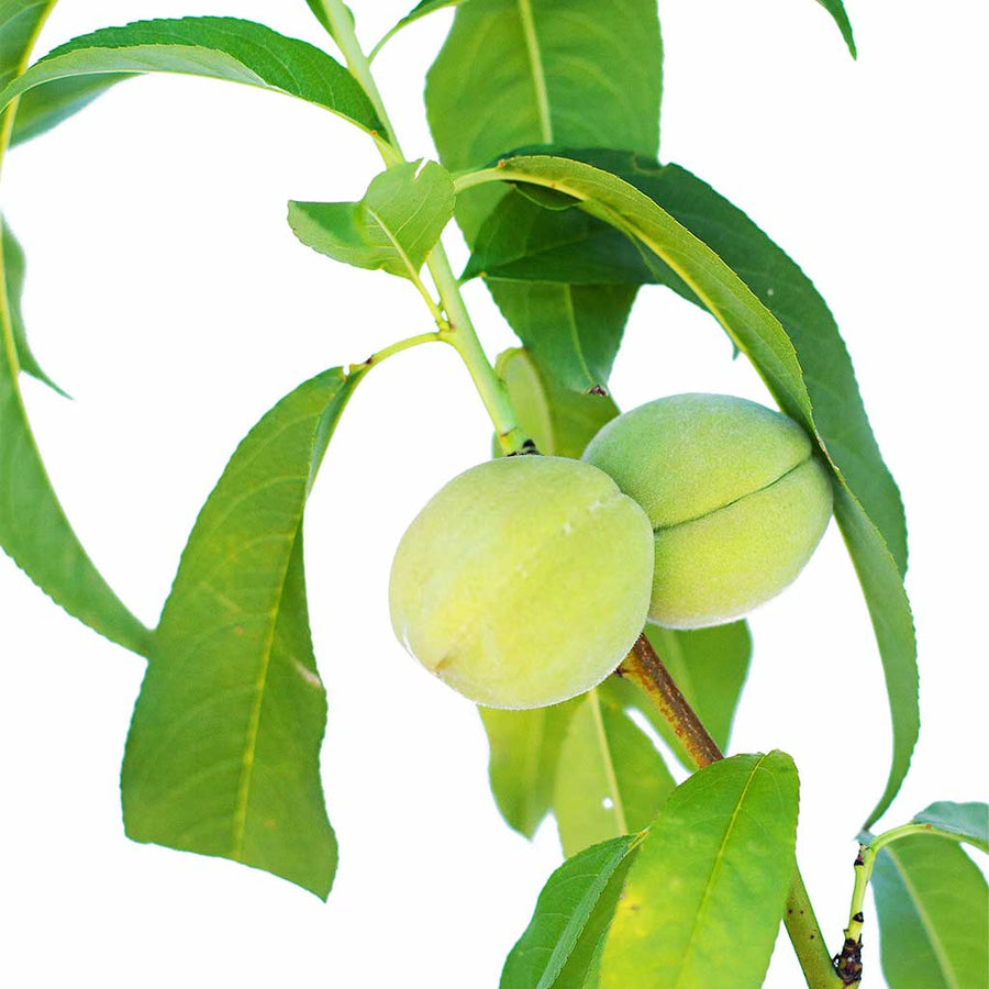 Peach + Plum + Plum + Peachcot