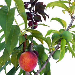 Peach + Nectarine + Plum + Plum