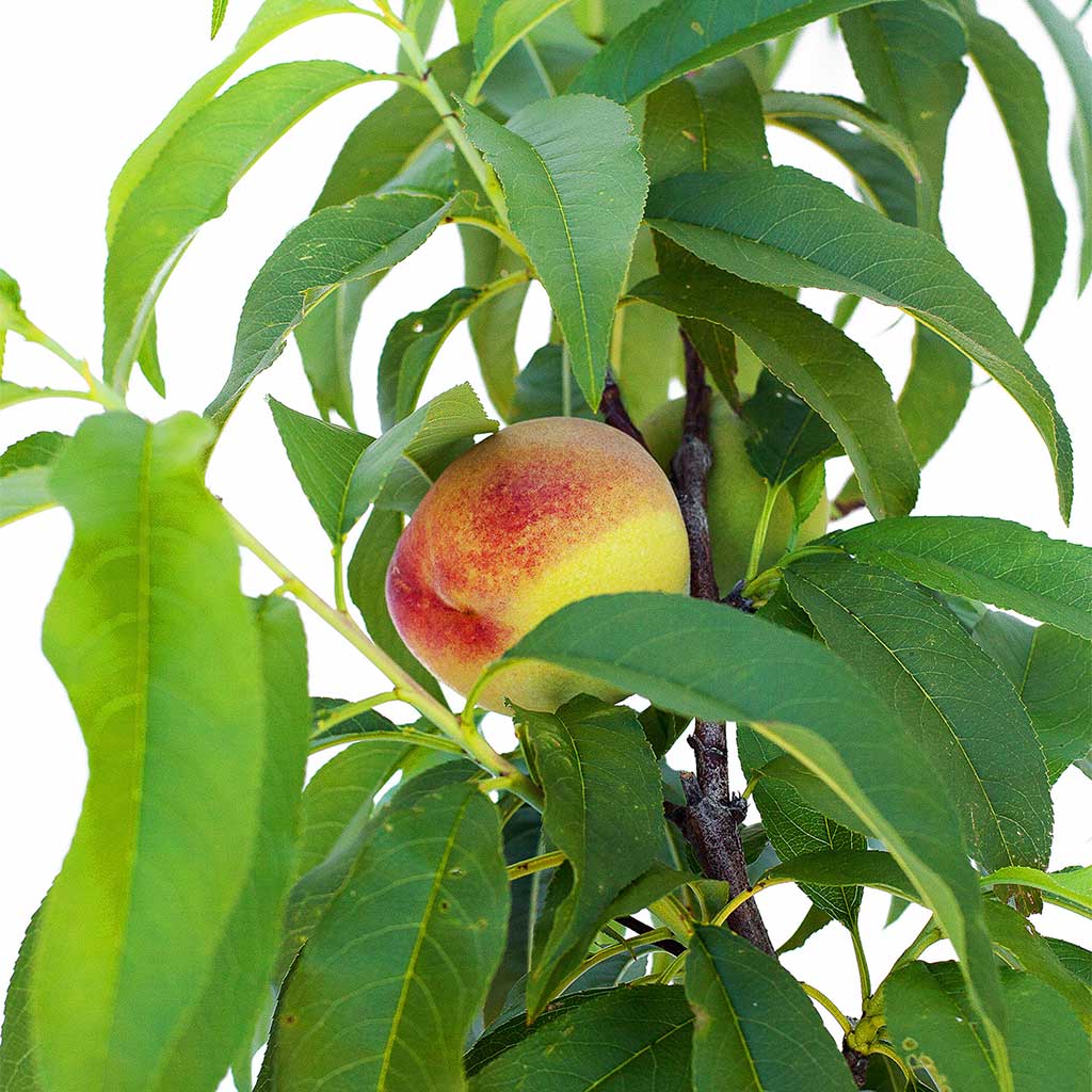 Nectarine + Nectarine + Peachcot
