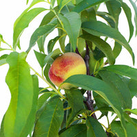 Nectarine + Nectarine + Peachcot