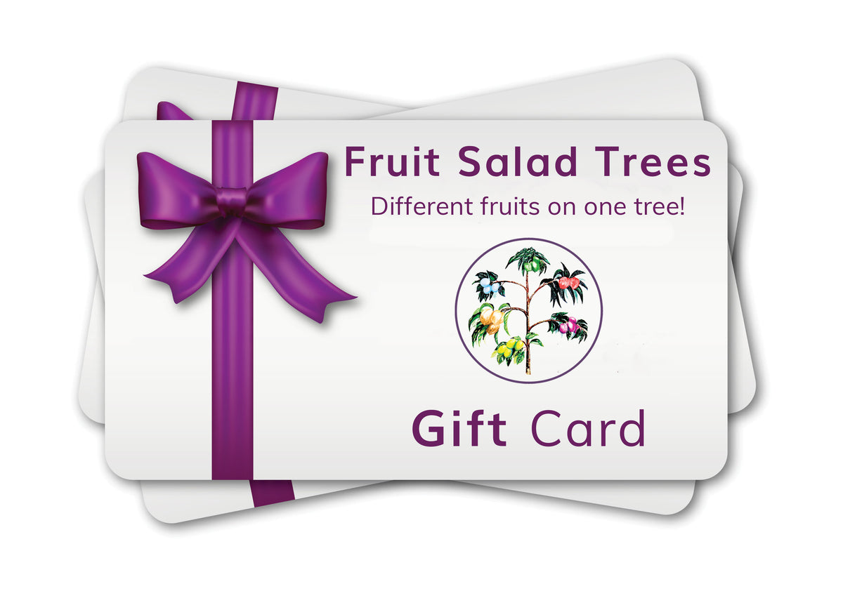 Fruit Salad Tree Gift Options