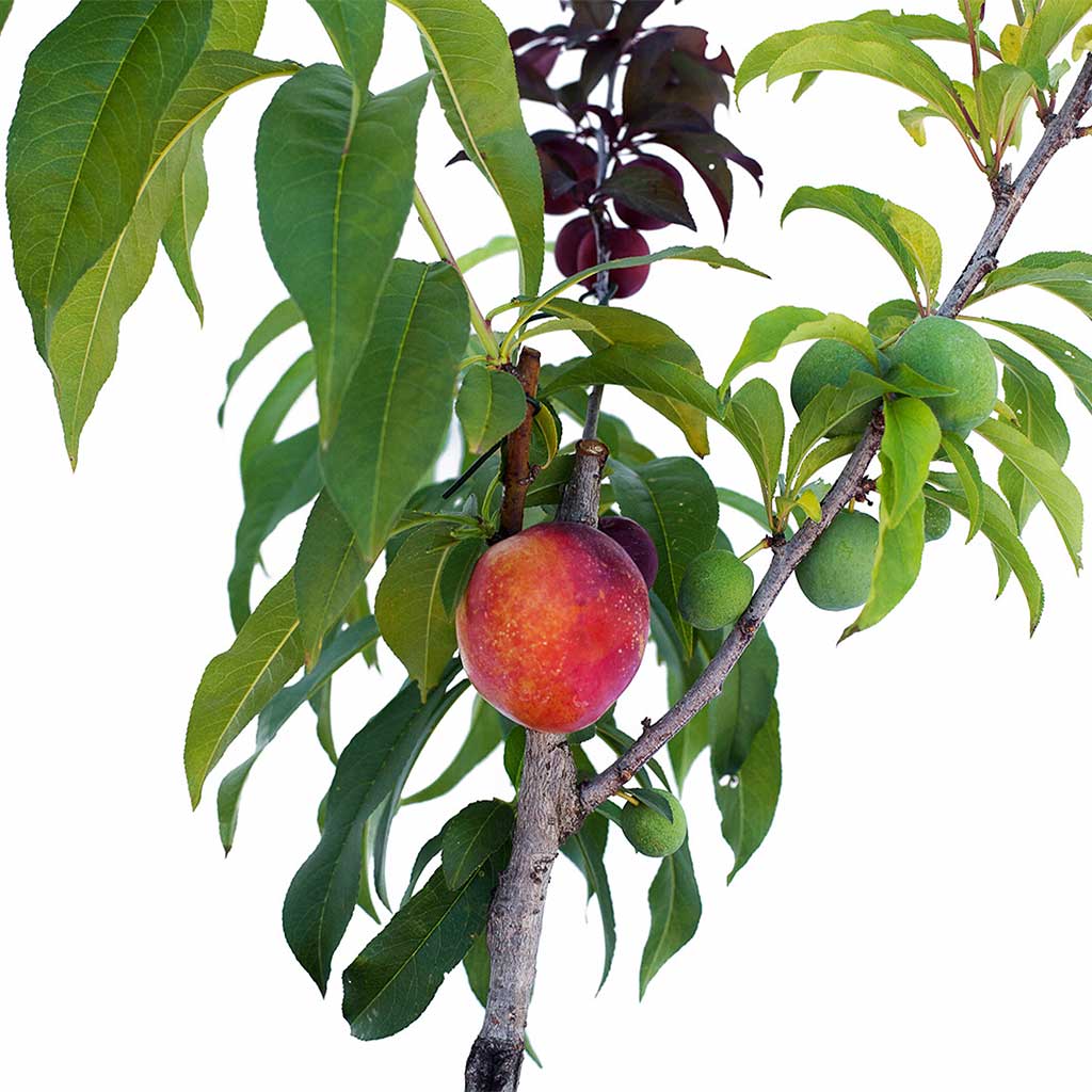 Nectarine + Plum + Peachcot