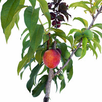 Nectarine + Plum + Peachcot