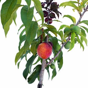 Nectarine + Plum + Peachcot