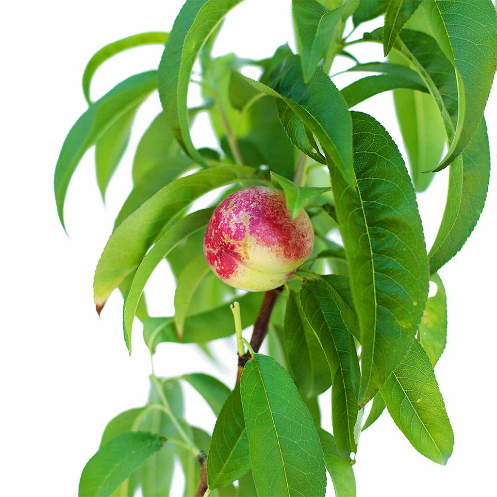 Nectarine + Peachcot
