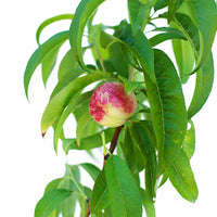 Nectarine + Peachcot