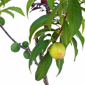 Nectarine + Nectarine + Plum