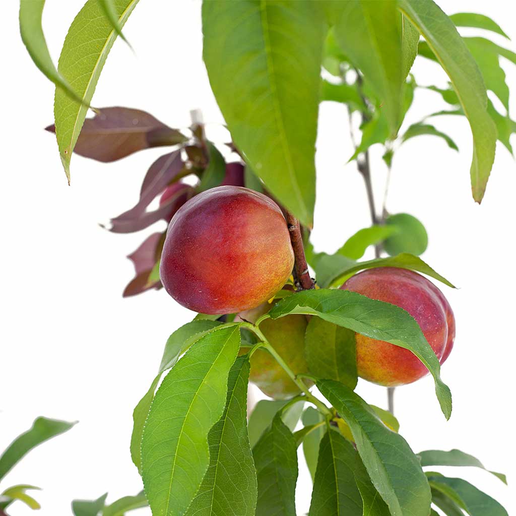 Peach + Nectarine + Nectarine + Plum + Plum