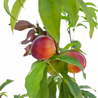 Peach + Nectarine + Nectarine + Plum + Plum