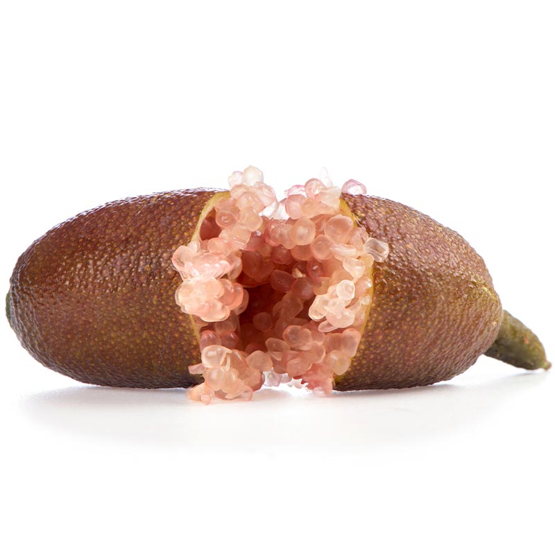 NEW - Finger Lime + Finger Lime
