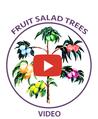 <iframe width="560" height="315" src="https://www.youtube.com/embed/CB-2YUWTb4Q?rel=0" frameborder="0" allow="autoplay; encrypted-media" allowfullscreen></iframe>