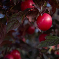Peach + Plum + Plum