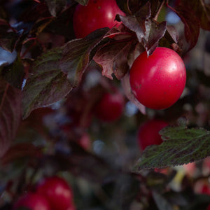 Peach + Plum + Plum