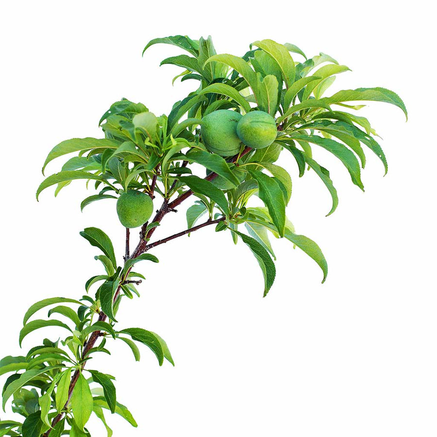 Blood Plum + Peachcot + Yellow Plum