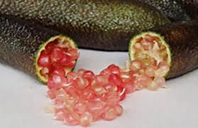 NEW - Finger Lime + Finger Lime